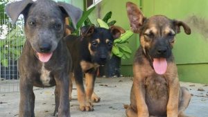 Spay and Neuter Aruba 2018, the results!